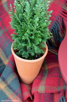 a small potted plant sitting on top of a plaid blanket next to a red chair