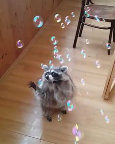 a raccoon sitting on the floor surrounded by bubbles