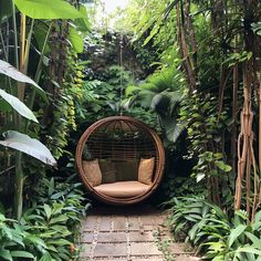 an outdoor area with plants and a hanging chair in the middle, surrounded by greenery