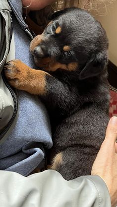 a woman holding a small black and brown dog