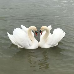 two white swans are swimming in the water with their heads touching each other's necks