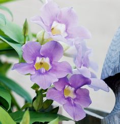 purple and white flowers are growing in a pot