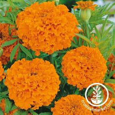 African Marigold Seeds Hawaii flowers Low Maintenance Garden Plants, Mosquito Deterrent, African Marigold, Marigold Seeds, Growing Marigolds, Fleur Orange, Long Flowers, Marigold Flower, Low Maintenance Garden