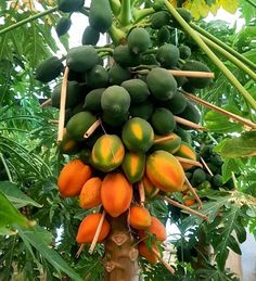 a bunch of fruit hanging from a tree