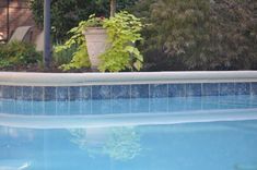 an empty swimming pool with plants in the middle and blue tiles on the bottom edge