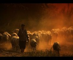 a herd of sheep walking across a dirt field next to a man on a horse