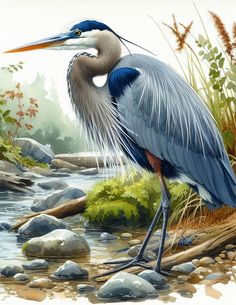 a painting of a blue heron standing on the edge of a stream with rocks and grass around it