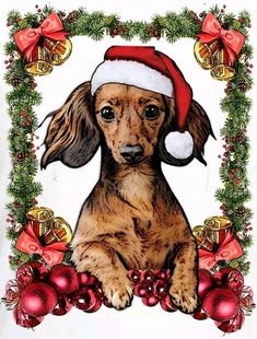 a dachshund dog wearing a santa hat