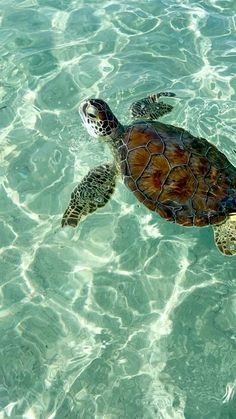 a turtle swimming in the clear blue water