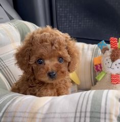 a small brown dog sitting on top of a pillow