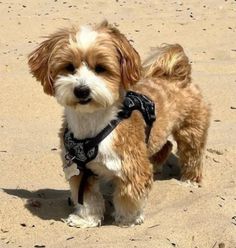 a small brown and white dog standing on top of a sandy beach