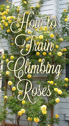 there is a sign that says how to train climbing roses on the side of a house