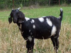 a black and white goat standing on top of a grass covered field