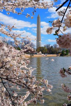 the washington monument is surrounded by cherry blossom trees and in front of it's reflecting pond