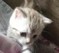 a small kitten sitting on top of a couch