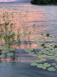 water lilies are growing in the middle of a lake