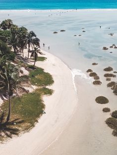 an aerial view of a beach with palm trees