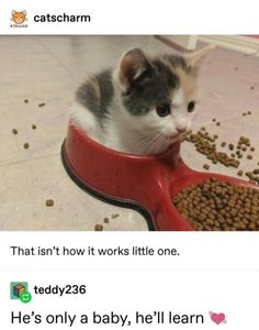 a kitten eating food out of a red bowl on the floor with caption that reads, that isn't how it works little one teddy236836 he's only a baby, he'll learn