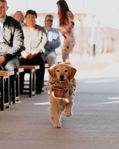 a dog is walking down the street in front of people sitting on benches and talking to each other