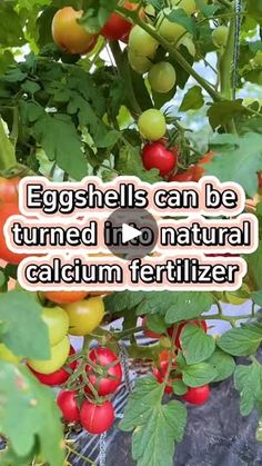 10K views · 425 reactions | #garden #gardening #gardeningtips #plants #farming #fertilizer #eggshell #plant #vegetables #gardening101 | Agriculture 2.1 10k Views, Egg Shells, Orchids, Canning, Nature