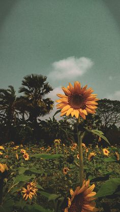 a large sunflower standing in the middle of a field