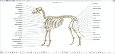 an image of a dog's skeleton and its major skeletal structures in the computer screen