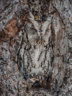 an owl sitting in the middle of a tree