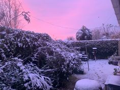 snow covered bushes and shrubs in front of a pink sky