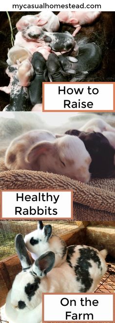 rabbits are laying down in their habitat and the words how to raise healthy rabbits on the farm