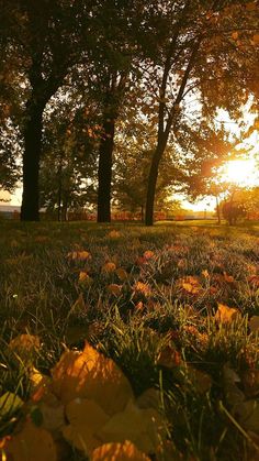 the sun shines brightly through trees and leaves on the ground in an open field