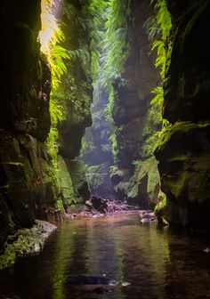 a river flowing through a lush green forest filled with rocks and ferns on the side of a cliff