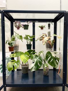 several houseplants are displayed in a glass case on a table with blue legs