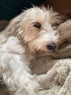 a small white dog laying on top of a blanket