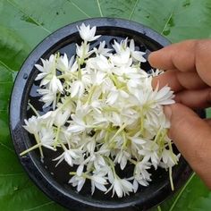 a person is holding some white flowers in a black bowl on a green leafy surface