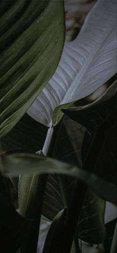 some very pretty green leaves in the dark