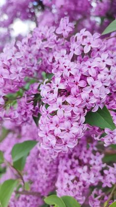 purple lilacs are blooming on the tree in front of some green leaves and branches