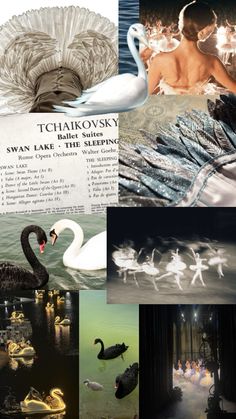 there are many different pictures with swans in the water and people walking on the beach