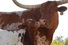 two brown and white cows with large horns standing next to each other in the grass