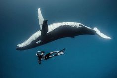 two people are swimming in the ocean with a whale