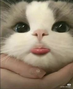 a close up of a person holding a white and gray cat with big eyes,