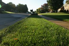 the grass is growing on the side of the road in front of houses and trees