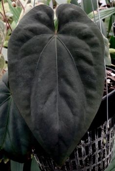 a close up of a plant in a pot with leaves hanging from it's sides