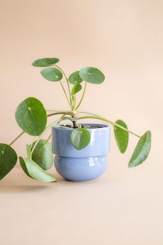 a small potted plant with green leaves in it