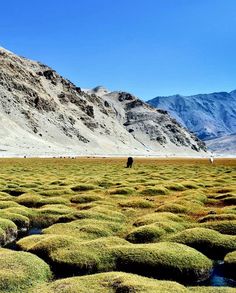 there is a man standing in the middle of an open field with grass growing on it