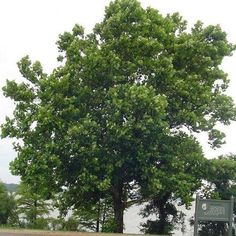 a large green tree sitting next to a road