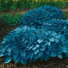 a large blue plant in the middle of some dirt and yellow flowers behind it,