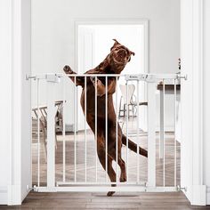 a brown dog jumping up into the air from behind a white metal gate in front of a dining room table