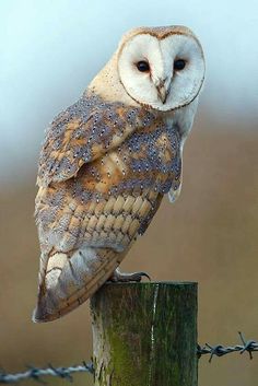 an owl sitting on top of a wooden post