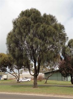 trees in the foreground with cars parked on the other side