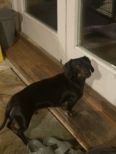 a small black dog standing on top of a wooden floor next to a pair of shoes